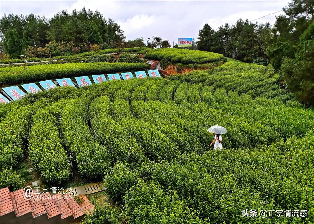 旺苍县特殊教育事业单位领导团队最新概览