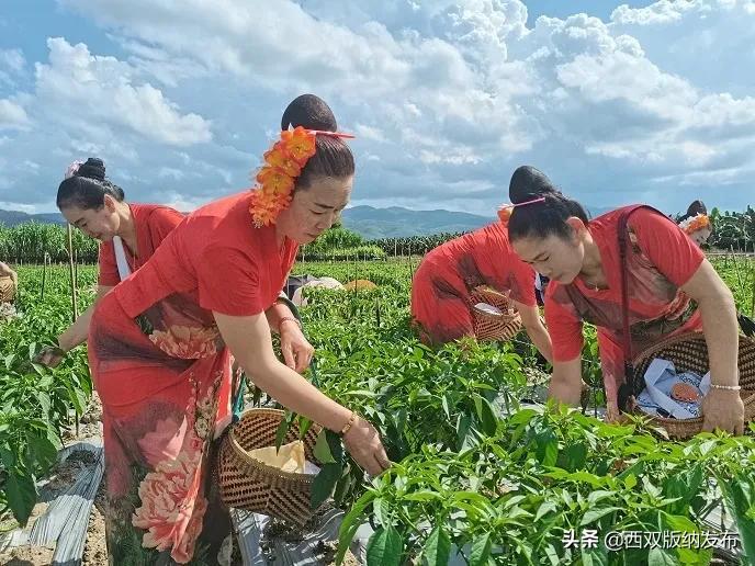 干涝村村委会启动新项目，振兴乡村共筑美好未来