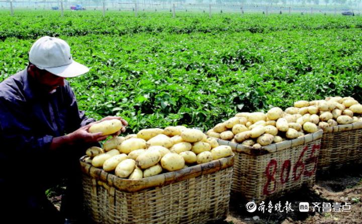 胶州土豆最新价格动态与市场分析概述