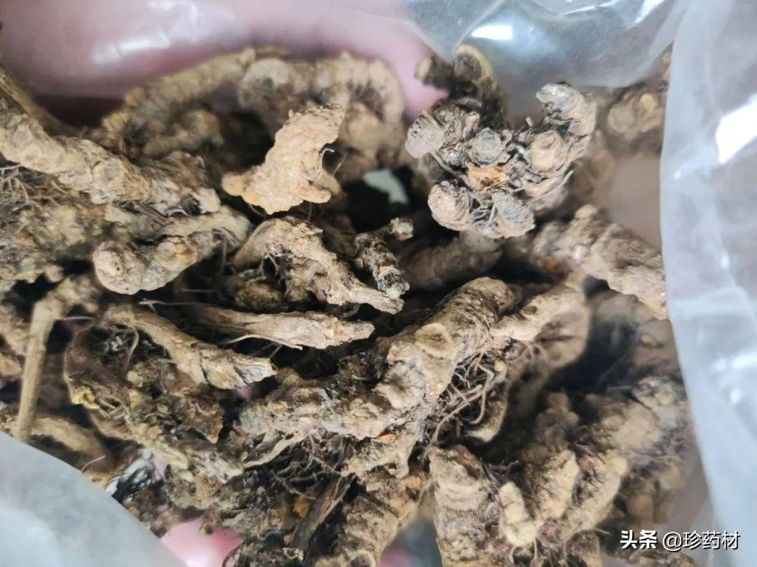 草果最新价格行情解析