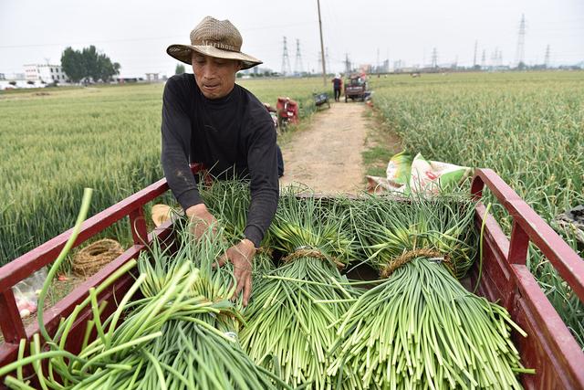 中牟蒜薹价格动态分析与市场趋势预测